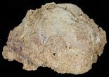 Beautiful, Agatized Fossil Coral Geode - Florida #57672-1